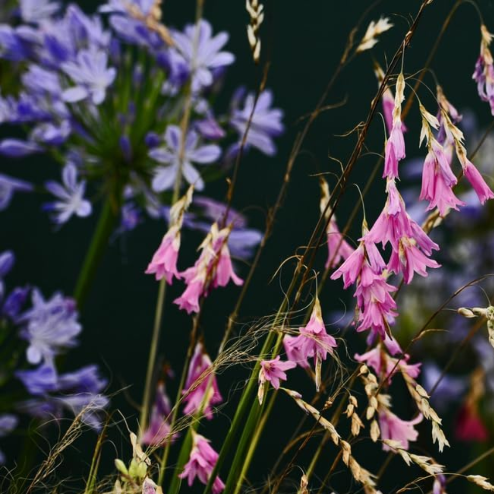 Dierama