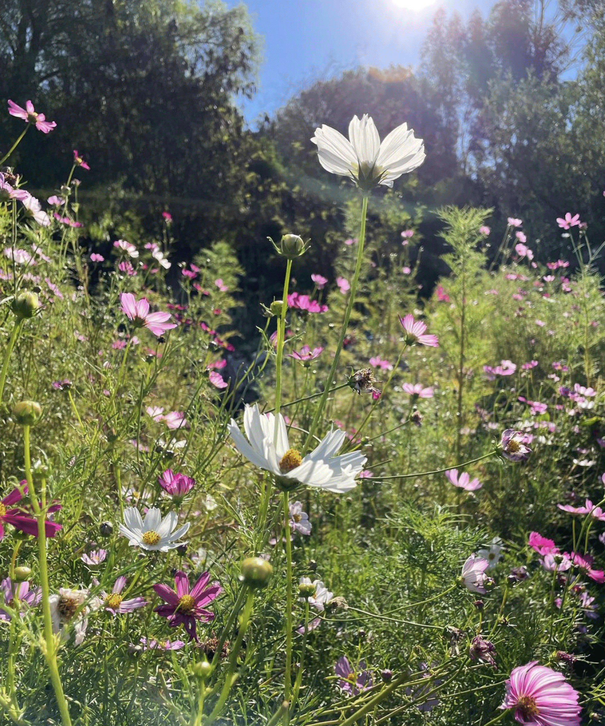 wild flowers including cosmos