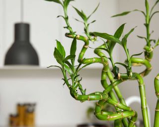 Close-up of stems of lucky bamboo in a kitchen