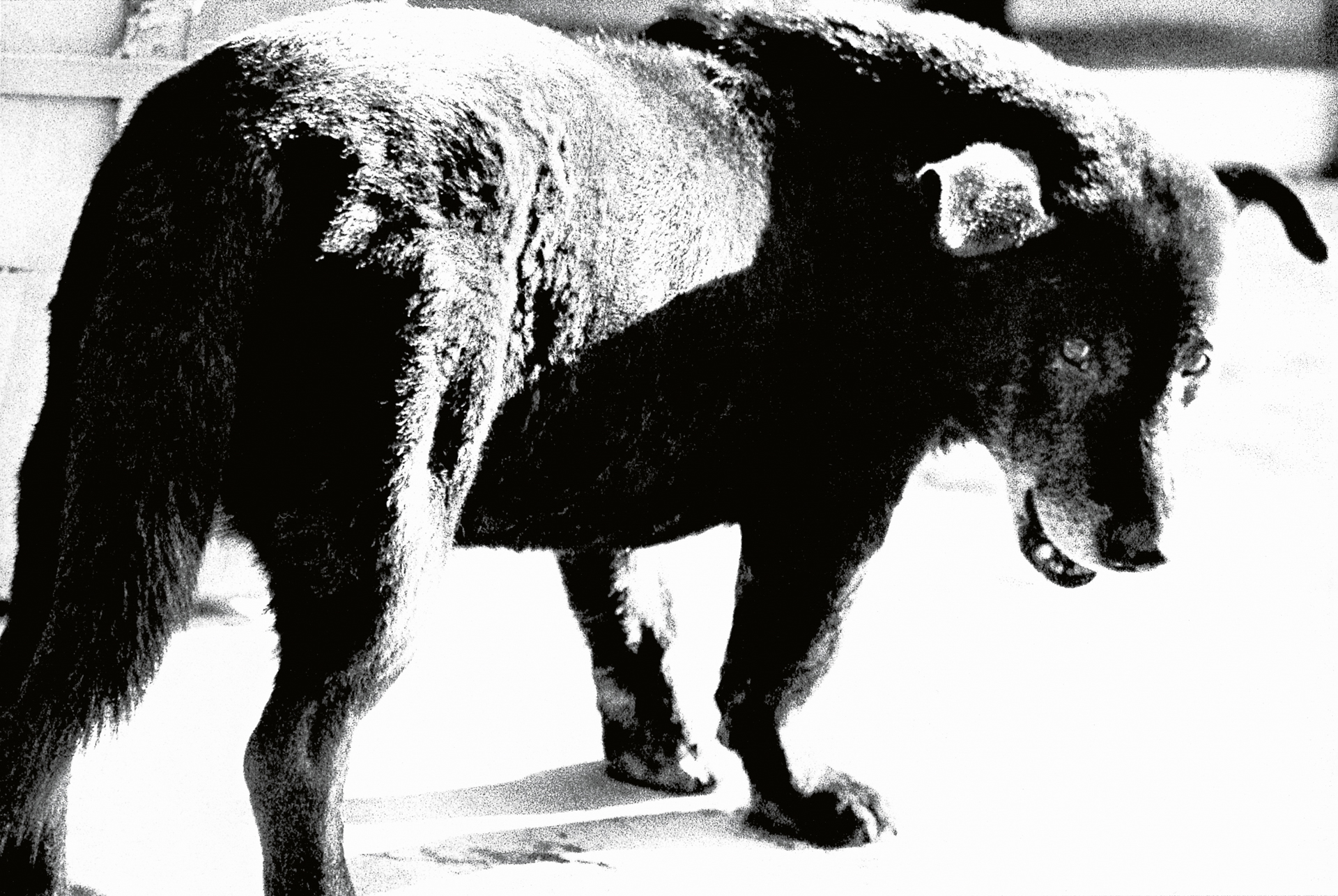 © Daido Moriyama Photo Foundation