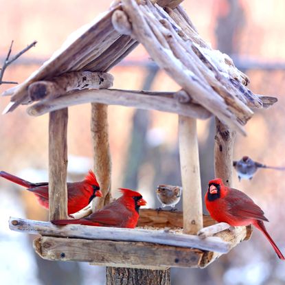 cardinal birds on bird feeder in winter