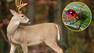 White tailed deer photographed in the wild (left) alongside a lone-star tick in a circle superimposed on the image (right)