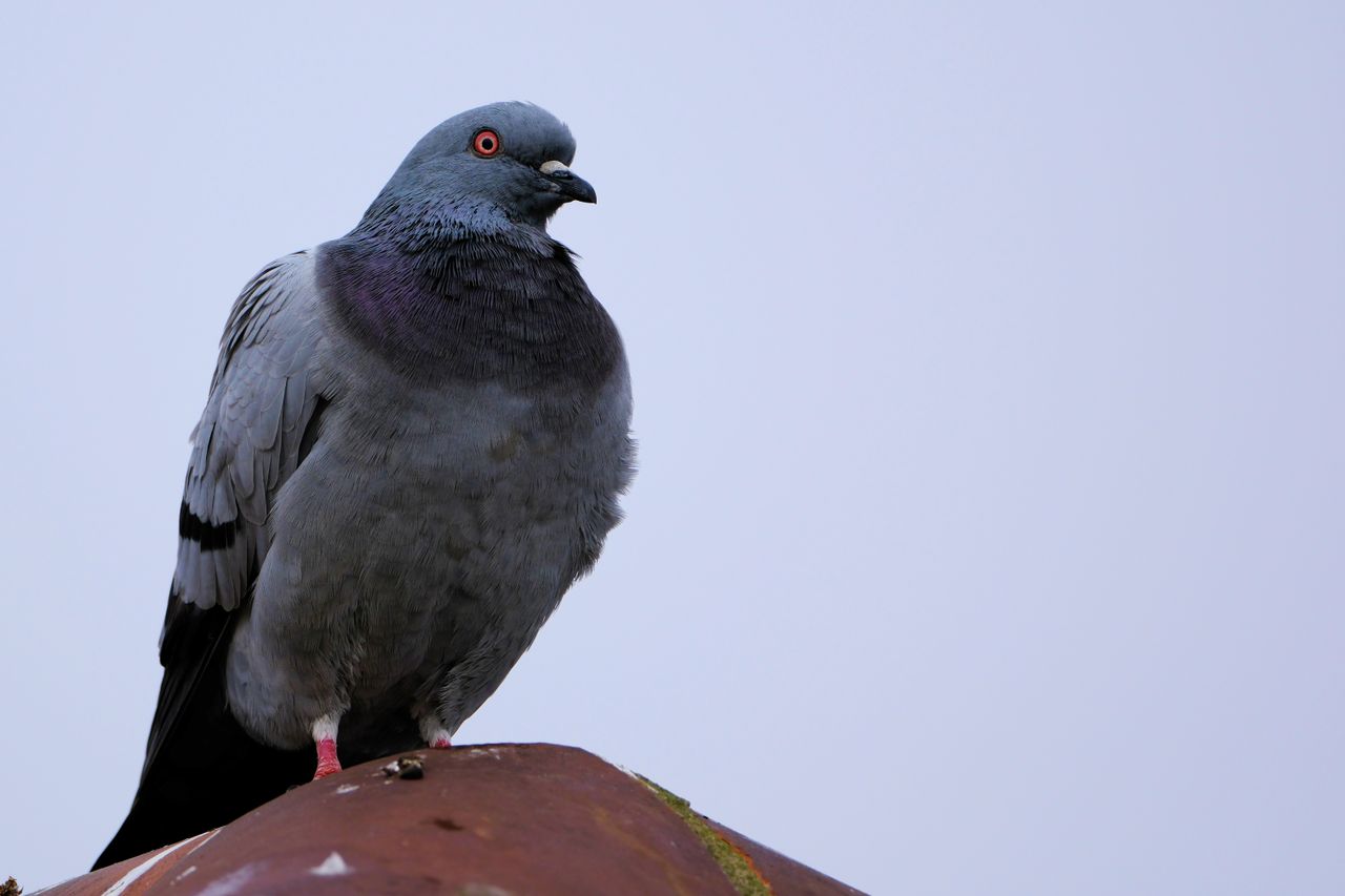 Fujifilm XF 500mm F5.6 R LM OIS WR