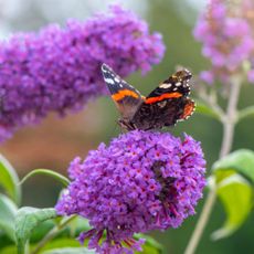 A butterfly perched on a buddleia (or butterfly bush)