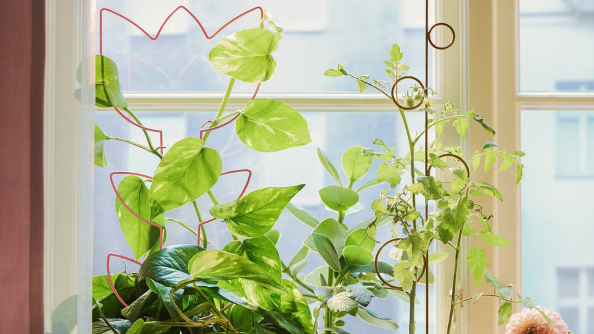 DOFTRIPS plant trellises