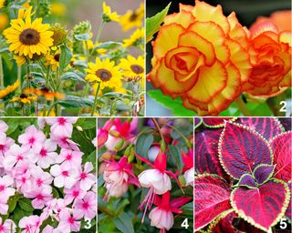 Colorful annual planting palette for containers, featuring dwarf sunflowers, tuberous begonia, impatiens, fuchsia, and coleus