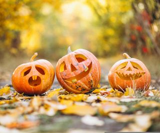 Three carved jack-o'-lanterns sit amongst fallen leaves