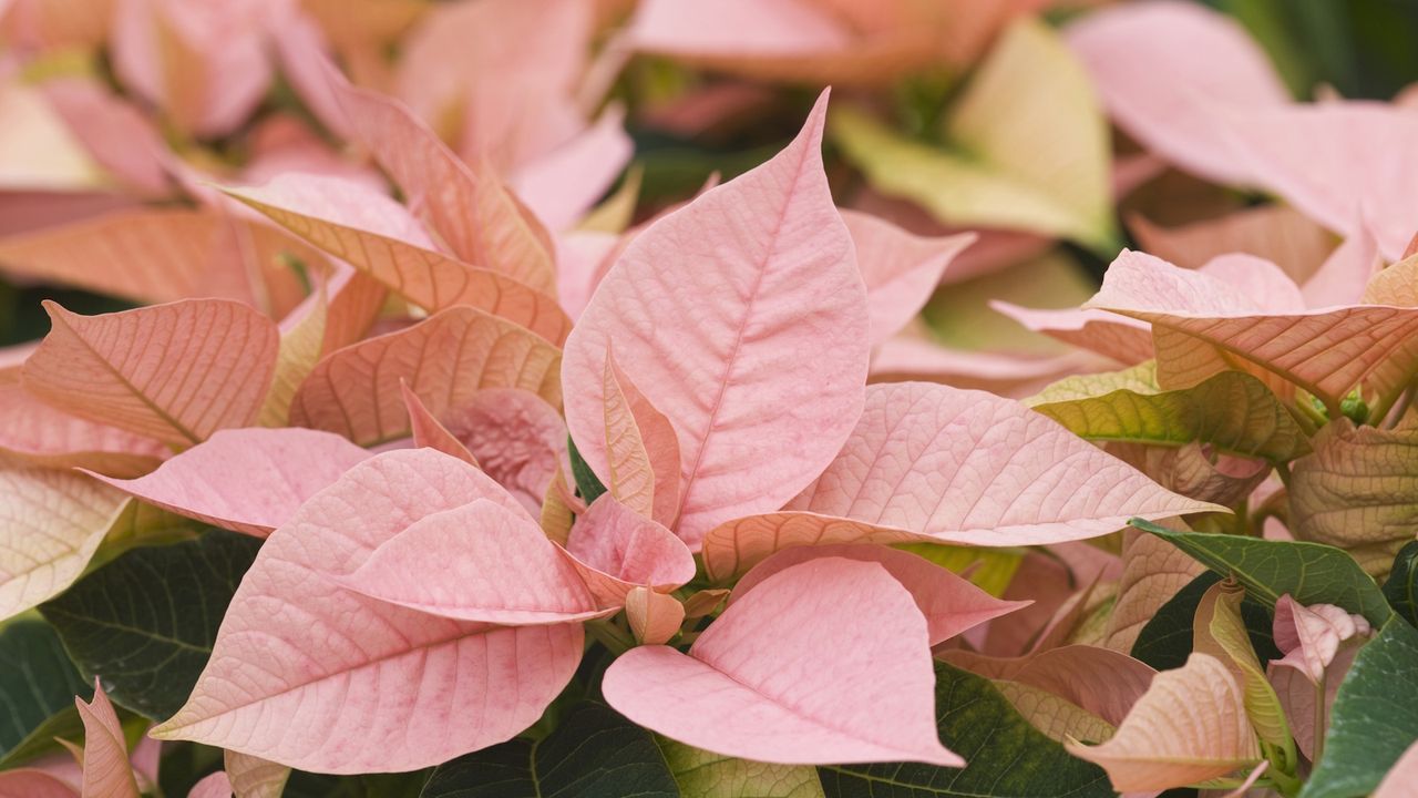Close up of poinsettia 'apricot' leaves