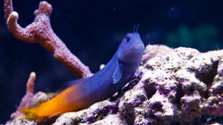 Bicolor Blenny on rock