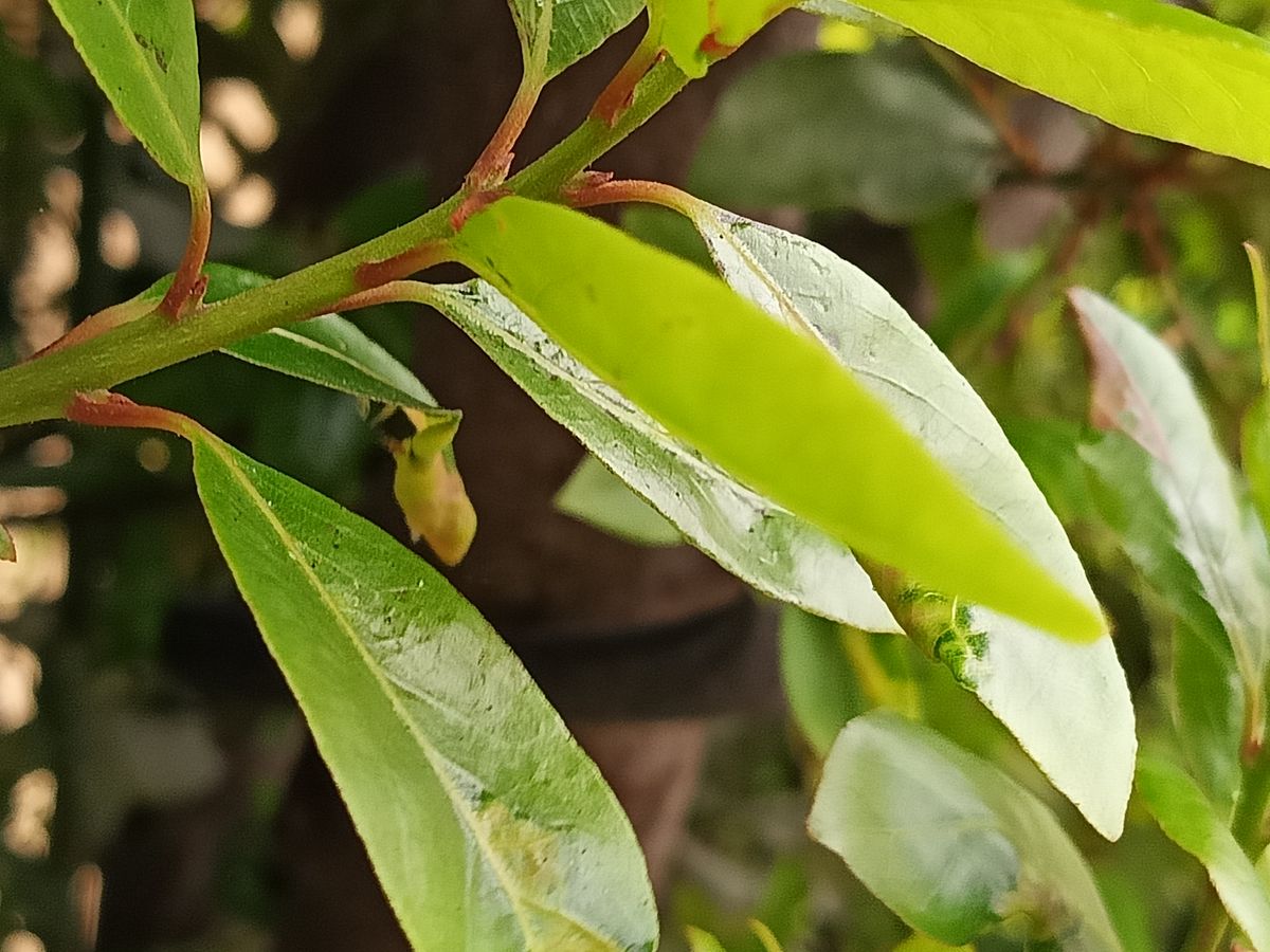 realme 12+