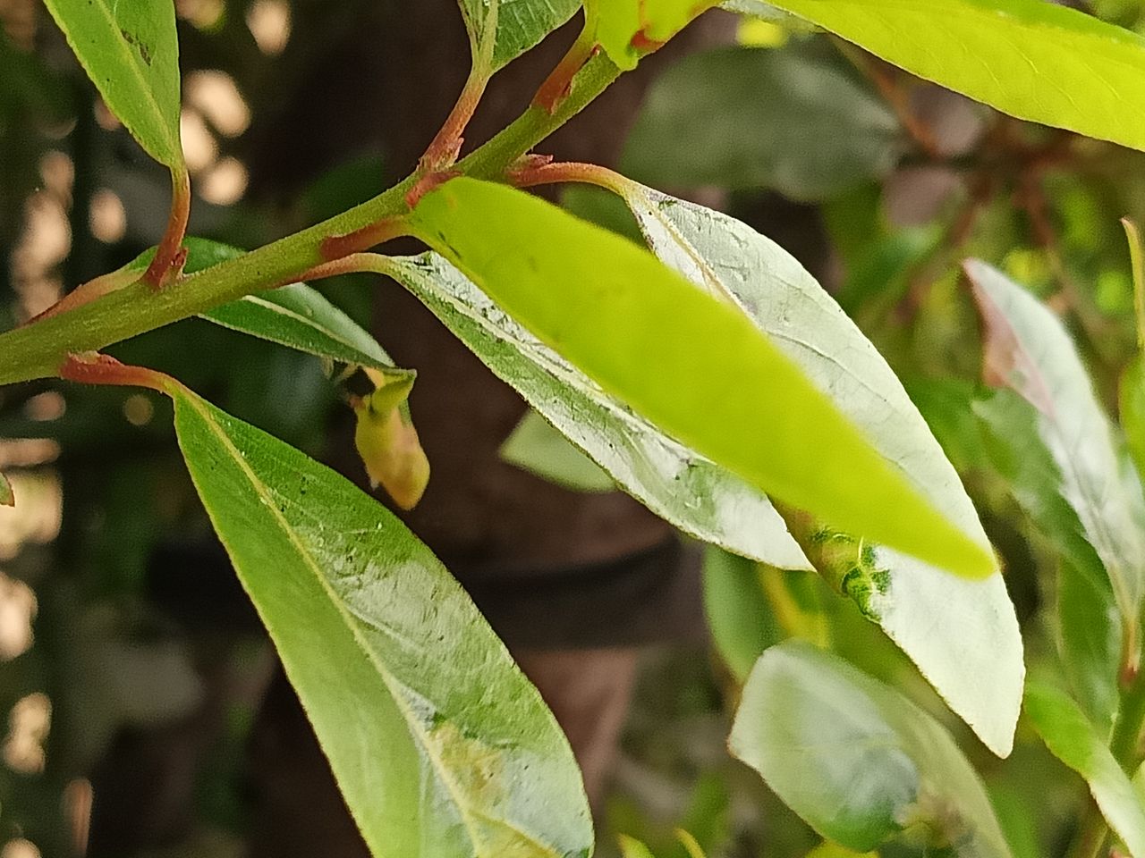 realme 12+