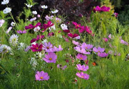 pink and white cosmos flowers in an English country garden