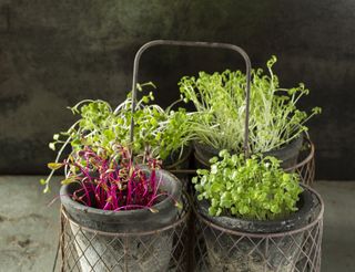 small microgreens in pots on wire frame