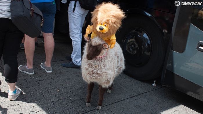 Fun in the sun for Trek Factory Racing's mascot, Herman the Sheep (who is a plug for Bontrager wool baselayers), and Cancellara's yellow lion