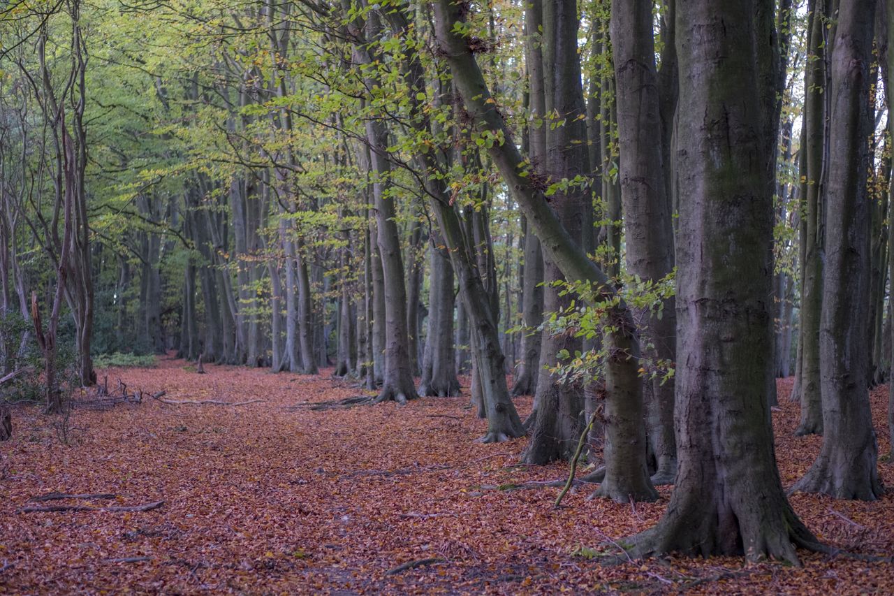 The X-E3 is capable of delivering lovely tones and colors. Fujifilm X-E3 with 50mm f/2, 1/60 sec at f/2, ISO640
