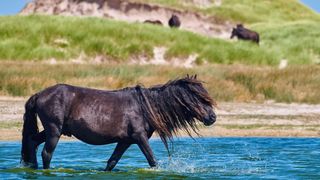 Sable island horse wandering through water