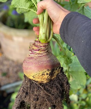 person holding a freshly harvested swede 'Gowrie' covered in soil