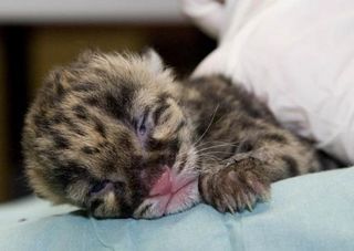 A newborn clouded leopard.