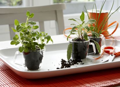 herbs in pots on a kitchen table