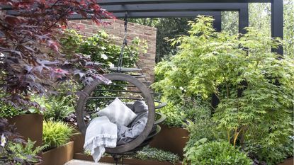 Why are my Japanese maple tree leaves turning green