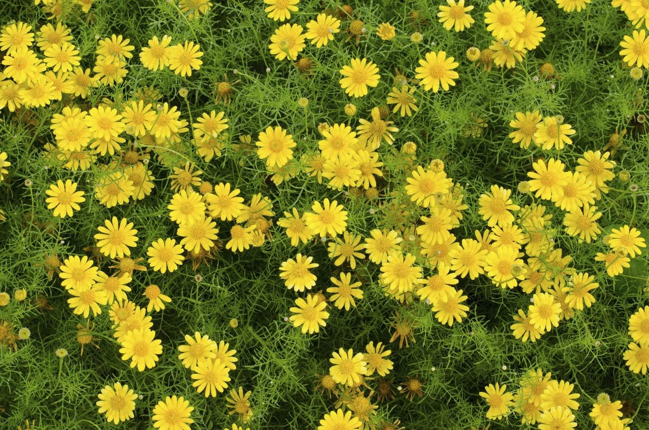 Yellow Dahlberg Daisies