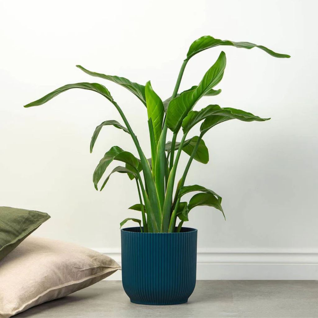 This year's hottest houseplant trend proves size does matter | Ideal Home