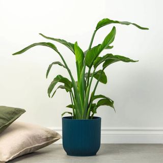 Potted Bird of Paradise plant in room