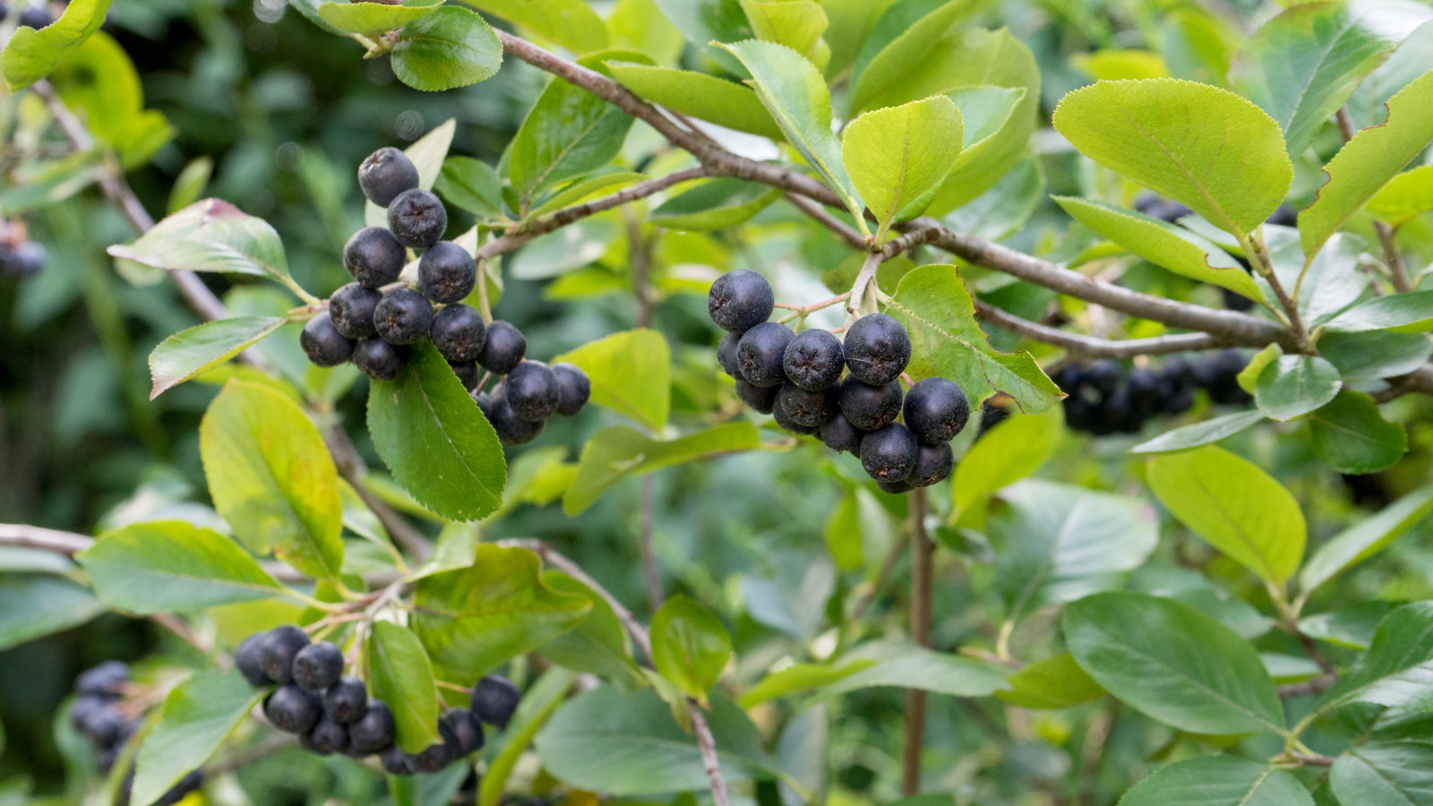 Clusters or ripe black aronia berries, or chokeberries, on the branch of a shrub