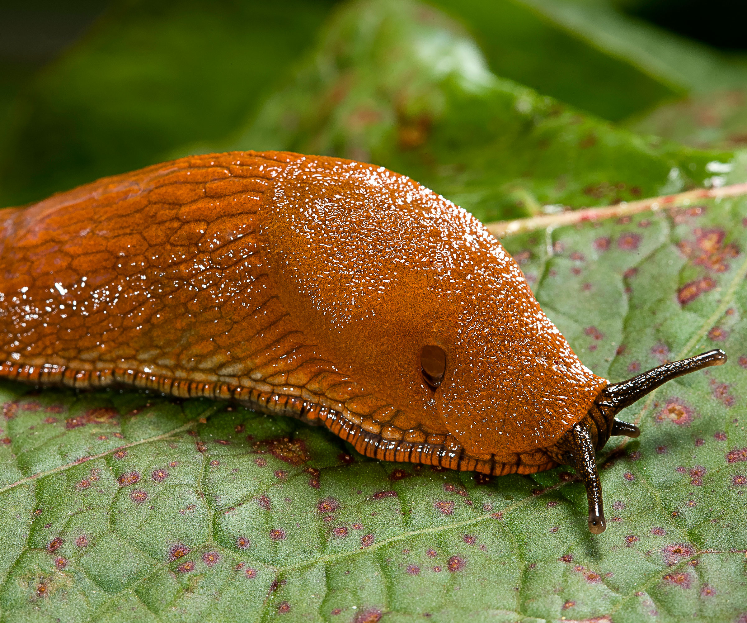 large orange slug crawling along surface of leaf
