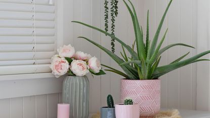 aloe vera plant in pink pot with peony flowers candle and cactus plants 