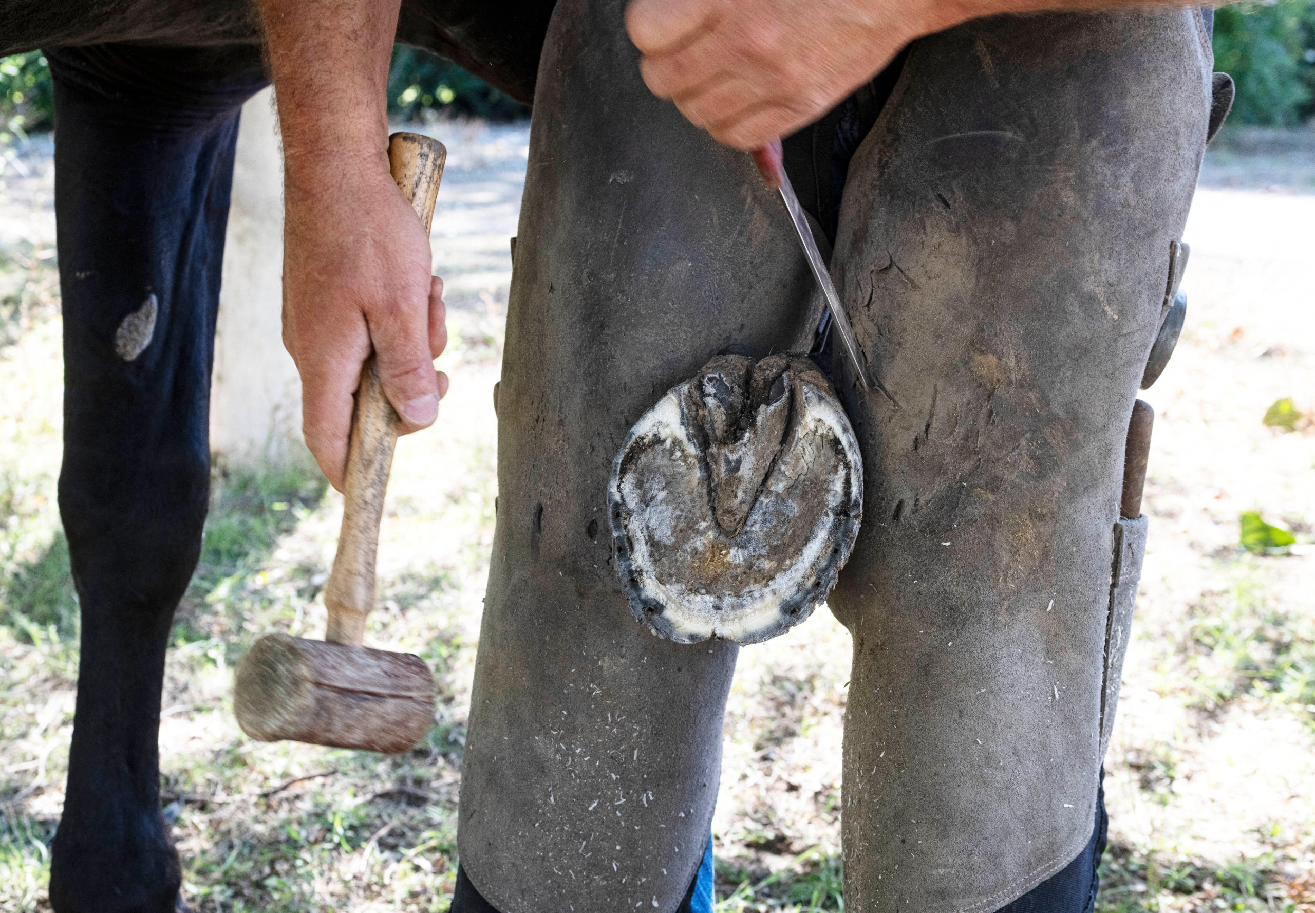close up of farrier holding a bare hoof between their legs and holding tools. The hoof has nails holes in it as ig the shoe has just been removed.
