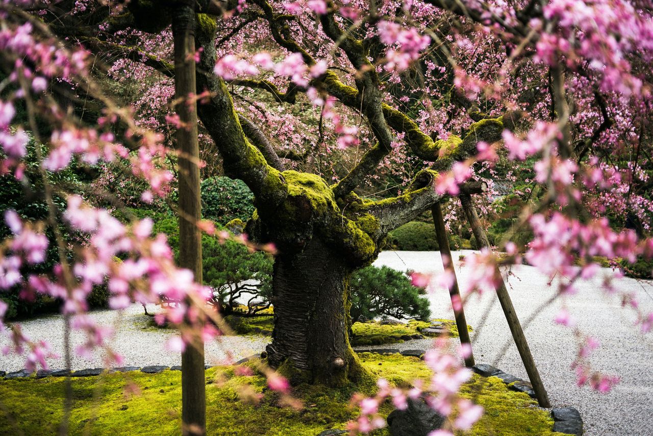 Japanese cherry tree