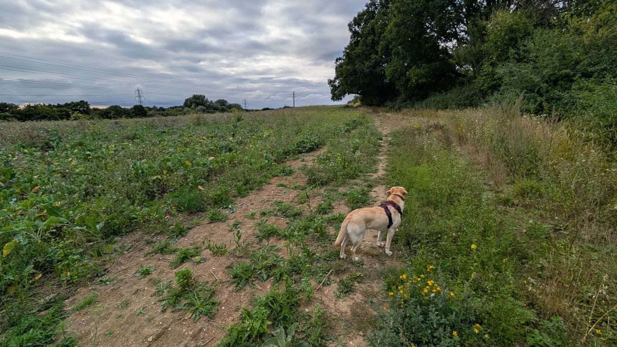 200 photos pixel 9 vs pixel 8a - ultrawide with pixel 9