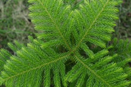 Norfolk Pine Tree