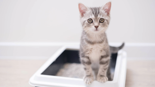 Grey kitten standing on the edge of a cat litter box