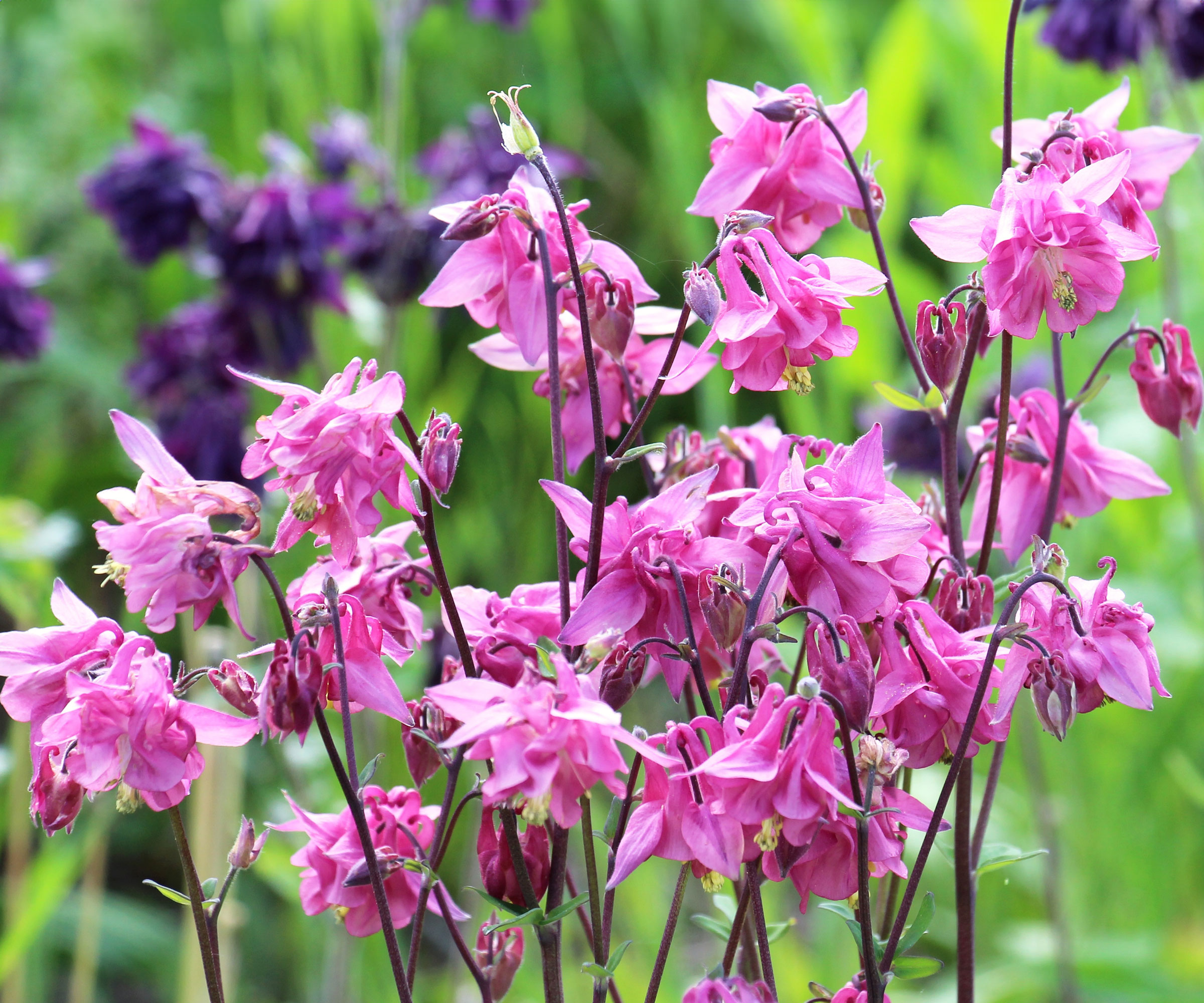 aquilegia columbine plants with rich pink flowers against backdrop of purple flowers in garden
