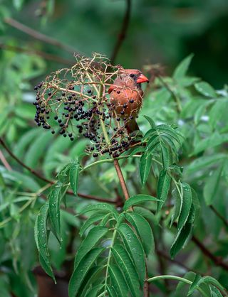 cardinal eating eldeberries / Bird-Friendly Gardening by Jen McGuinness