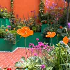 orange poppies growing at RHS Chelsea Flower Show 2026