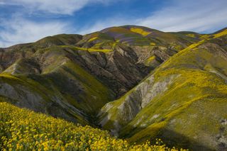 A superbloom in the Carrizo Plains in California.