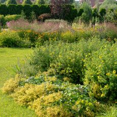 native shrubs flowering in late summer display