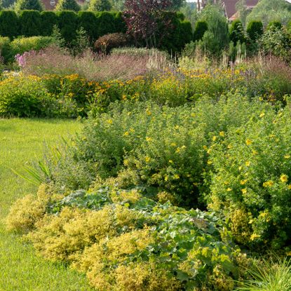 native shrubs flowering in late summer display