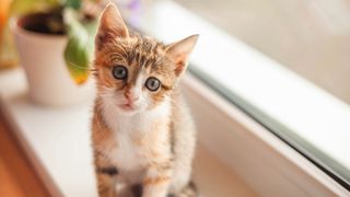 Dilute calico cat kitten sitting on a window ledge in front of a plant pot