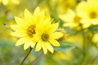 helianthus 'Lemon Queen' sunflower