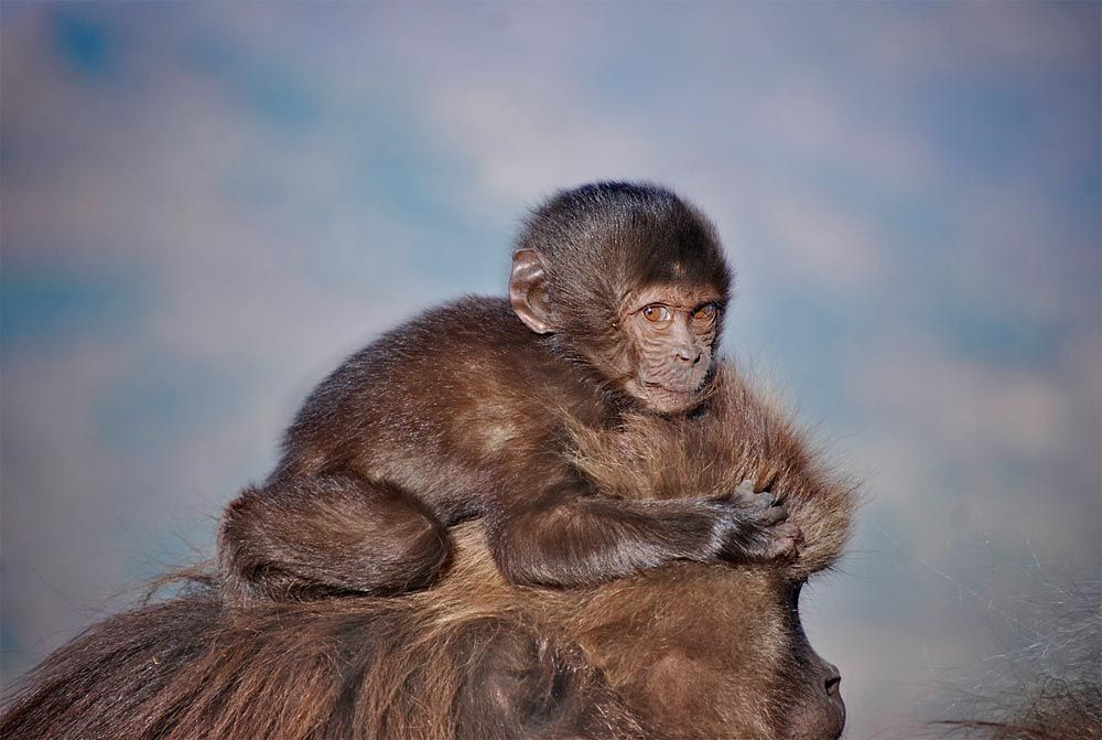 A 4-month-old infant gelada riding on her mother&#039;s head.