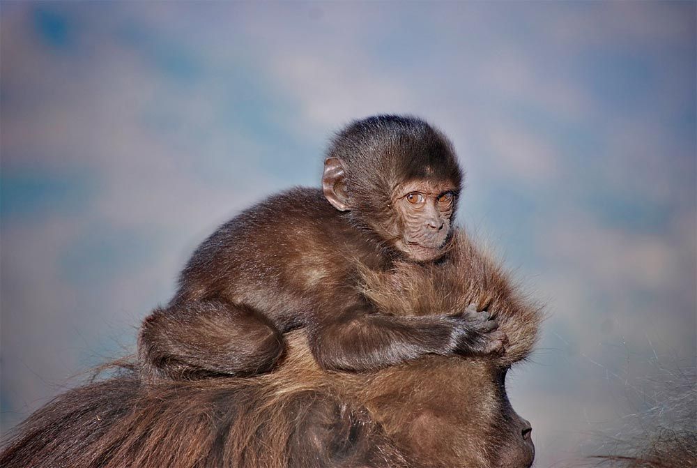 Pregnant Monkeys Miscarry to Avoid Infanticide | Live Science