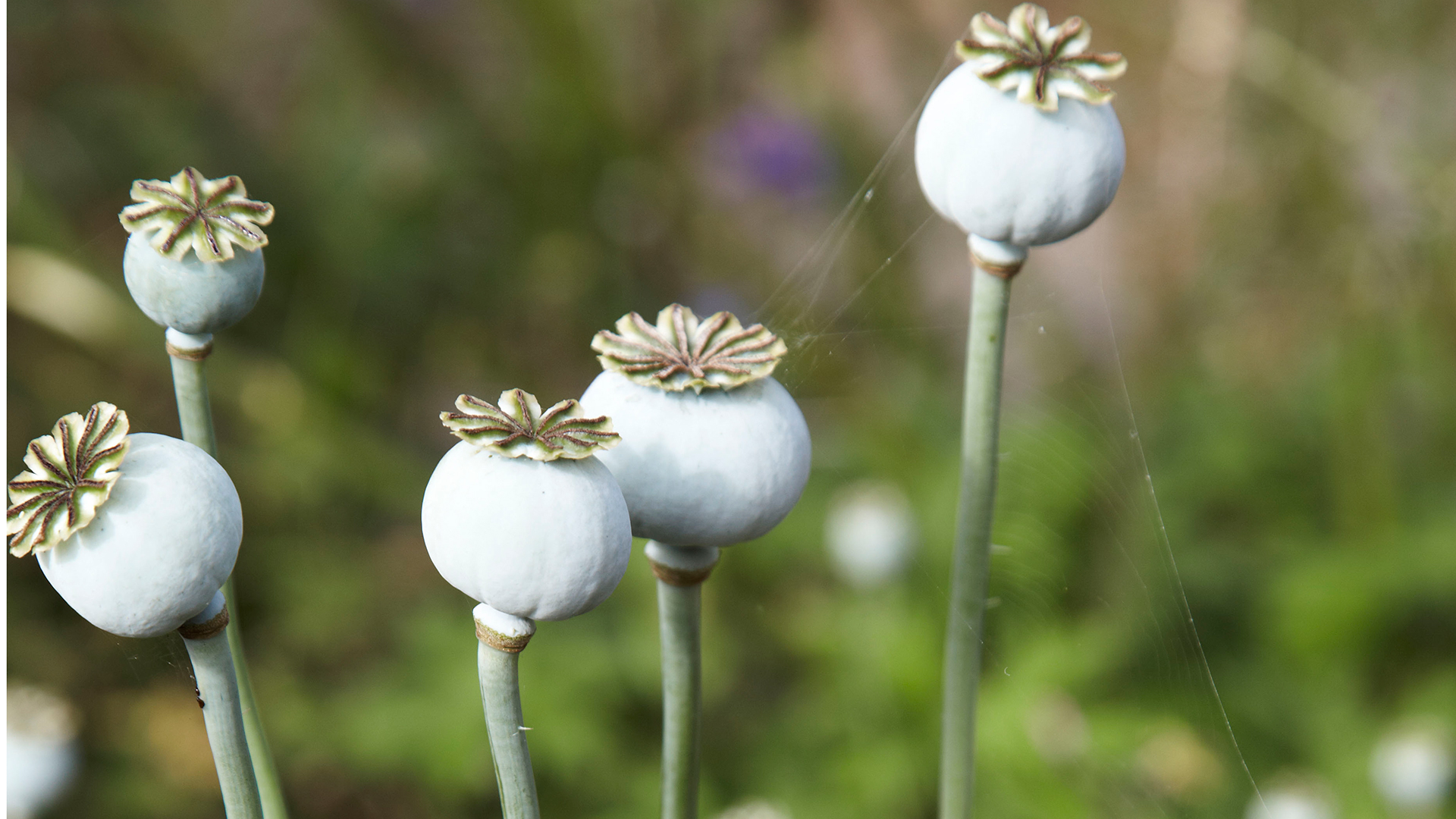 Poppy heads