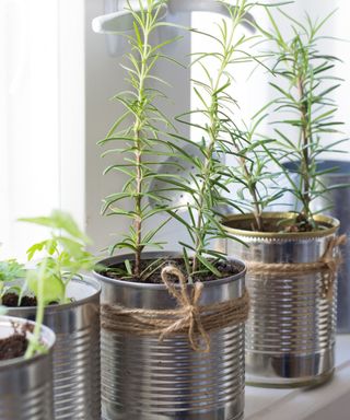 Indoor herb garden in tins
