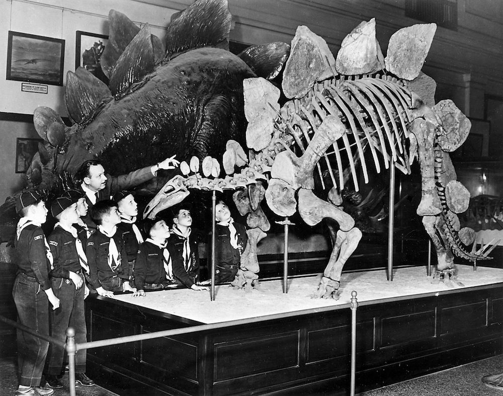 Stegosaurus in museum