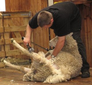 Sheep Shearing