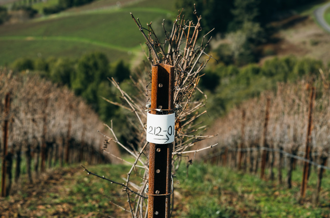 California's winter storms and the vines